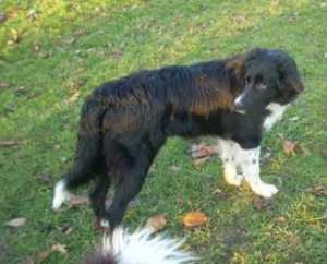 Domino2011-12-03neu 013.jpg